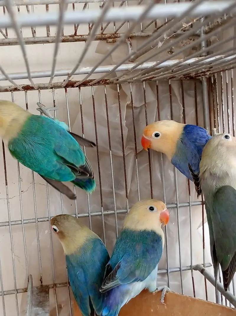 Lovebird — photo 5