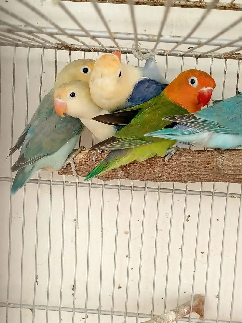 Lovebird — photo 6