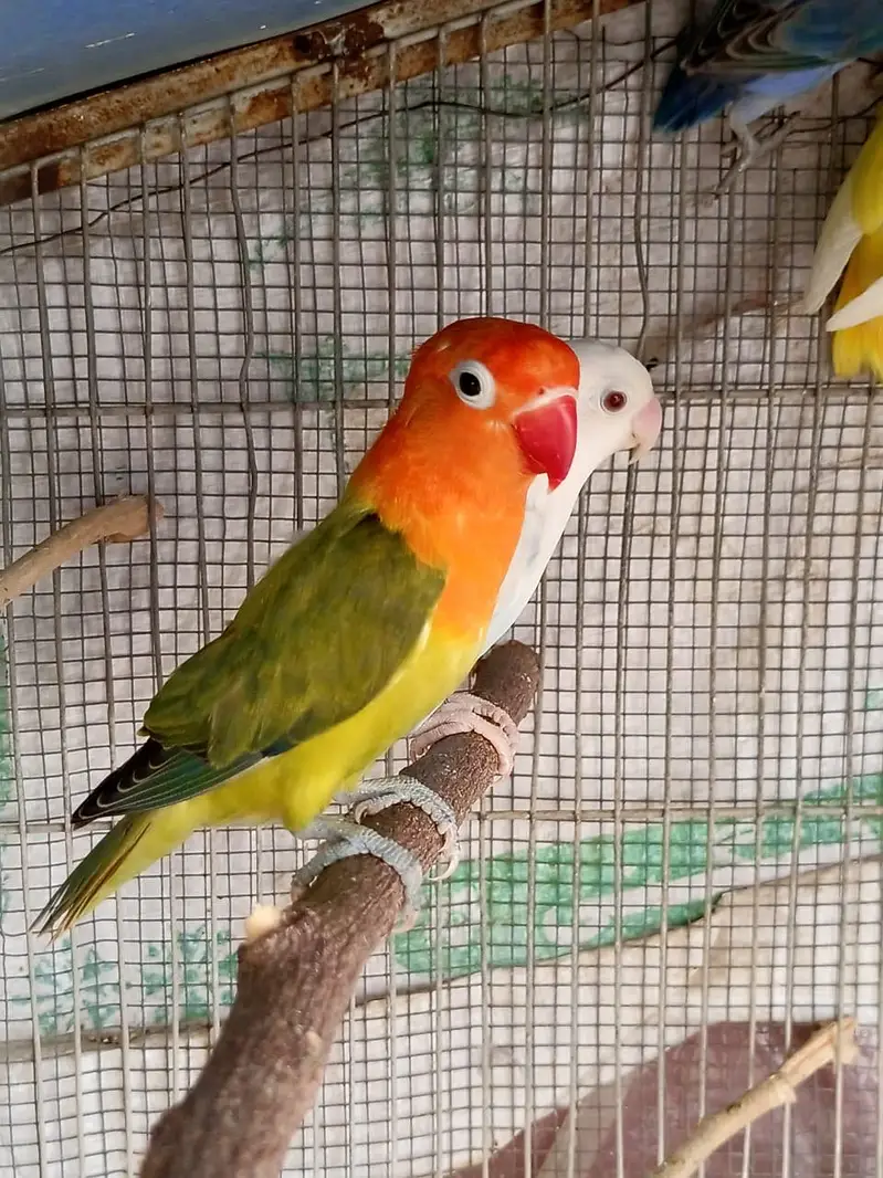Lovebird — photo 7