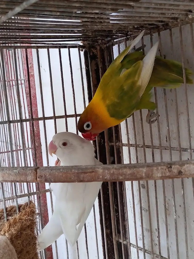 Lovebird — photo 8