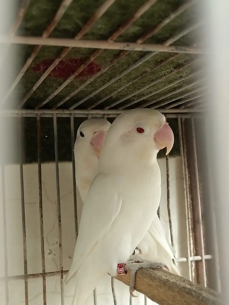 Lovebird — photo 9