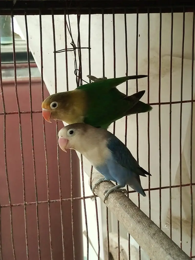 Lovebird — photo 10