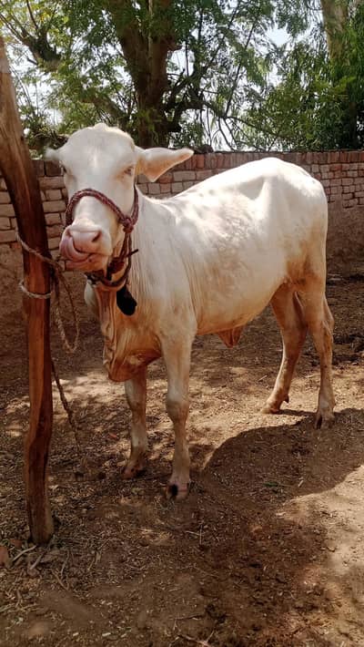 gulabi nukhri
