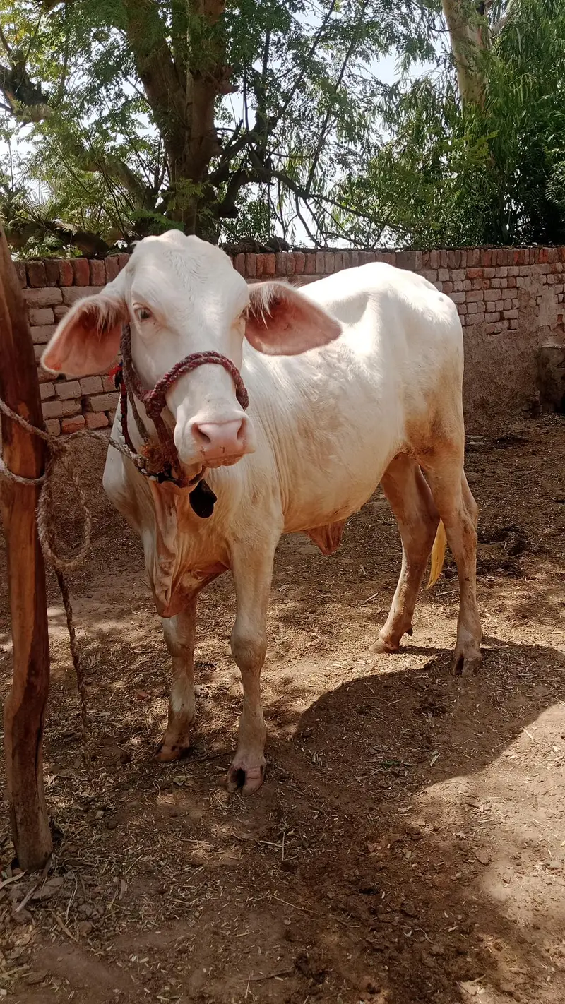 gulabi nukhri — photo 2