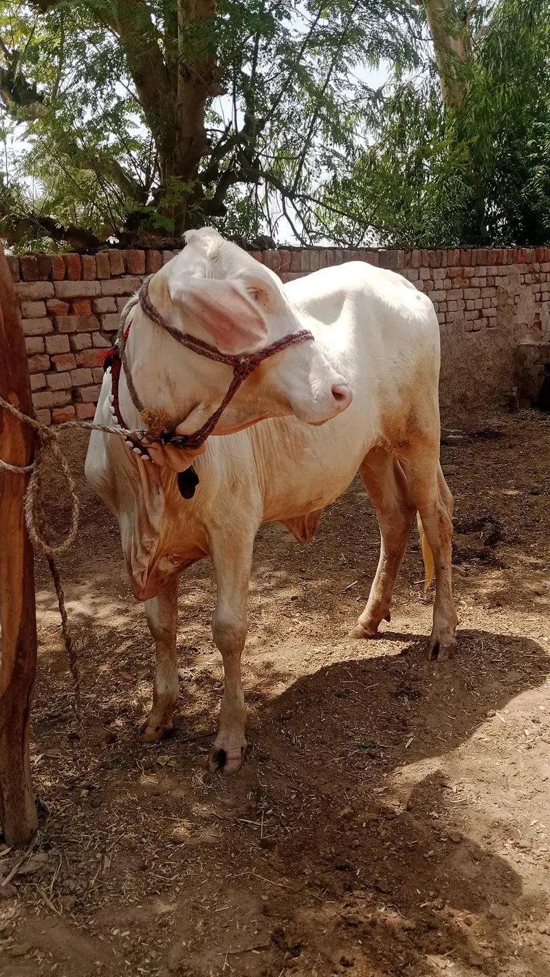 gulabi nukhri — photo 4