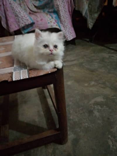 Tripple Coat Persion Kitten