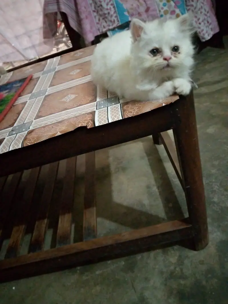 Tripple Coat Persion Kitten — photo 2
