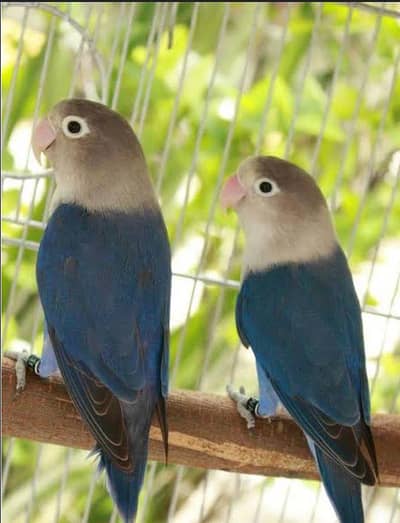 Fischer's Lovebird