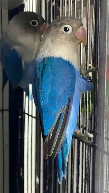 Fischer's Lovebird — photo 2