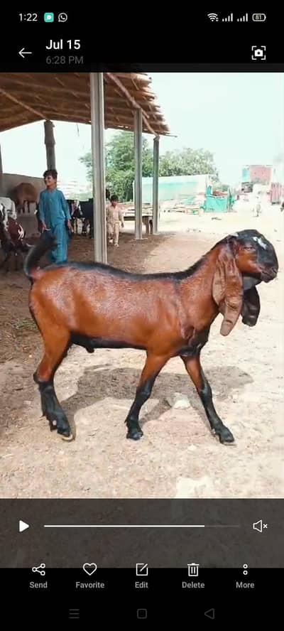 beetal nagra amritsari Bakra for sell full pointed