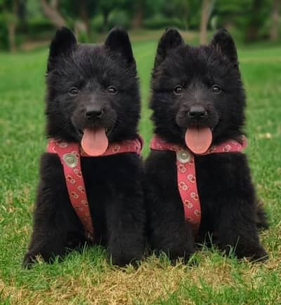 black German Shepherd double coat pair for sale