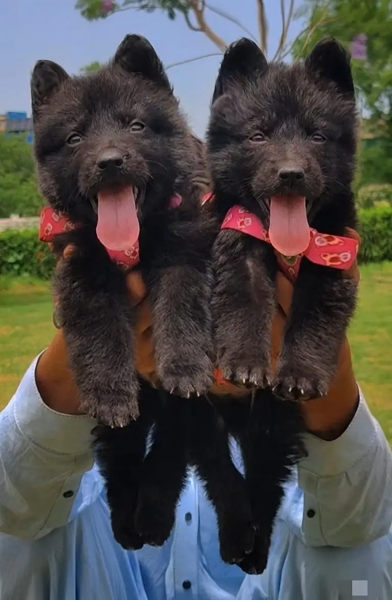 black German Shepherd double coat pair for sale — photo 2