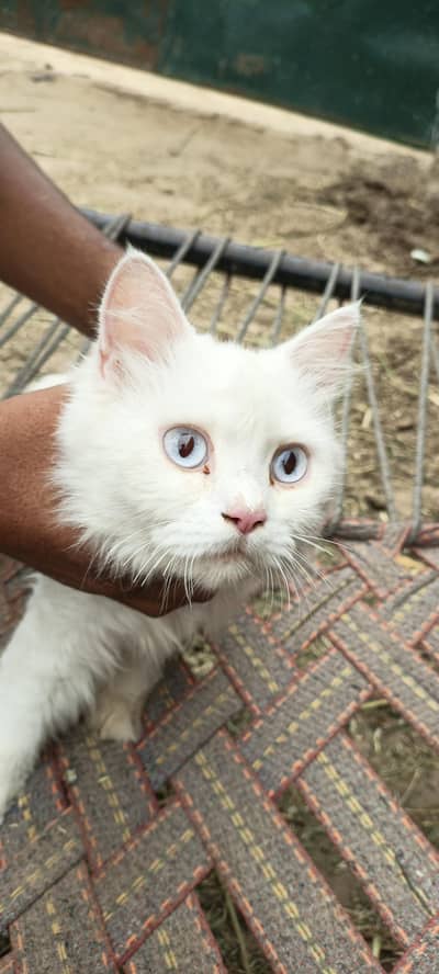 Persian cat