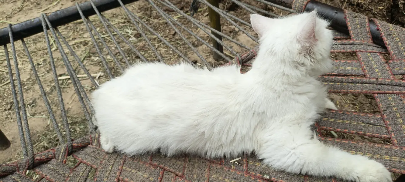 Persian cat — photo 2