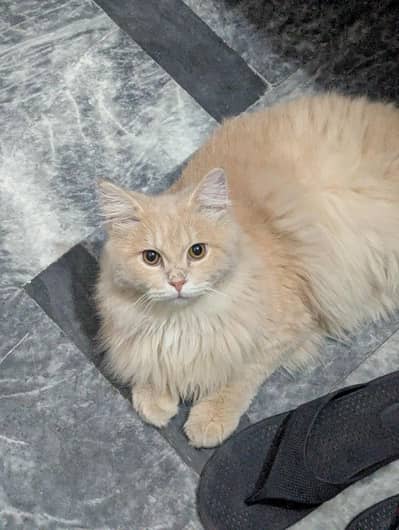 Persian cat male 2 hain