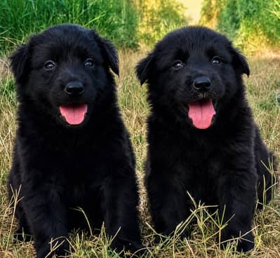 black German Shepherd | Long coat German Shepherd |puppies pair