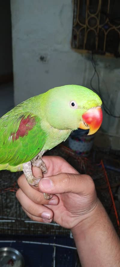 raw perrot