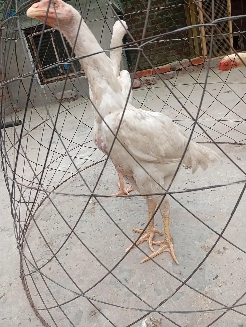 Pure Japanese White Shamo — photo 3