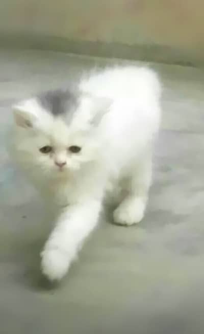 Persian kittens