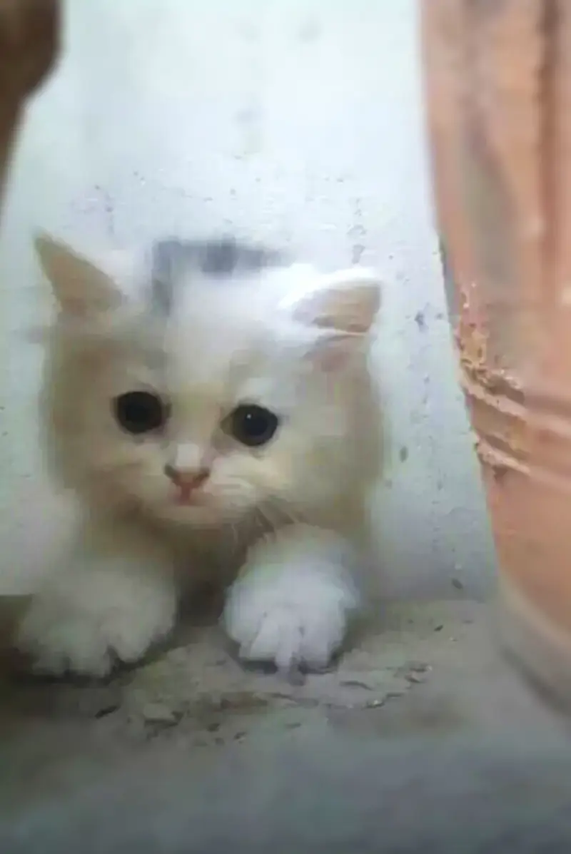 Persian kittens — photo 3