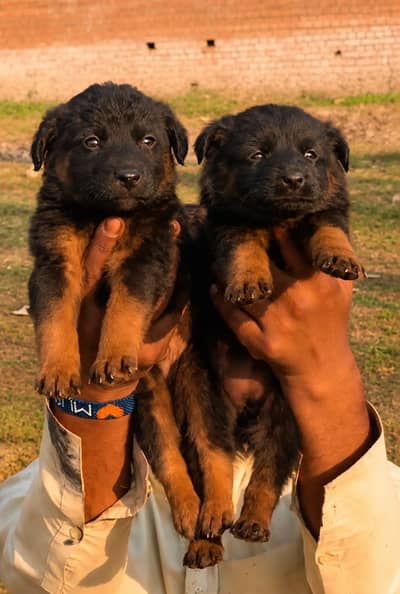 German Shepherd | double coat Gsd | German Shepherd puppies pair