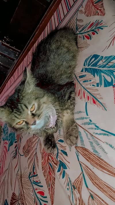parsin cat
