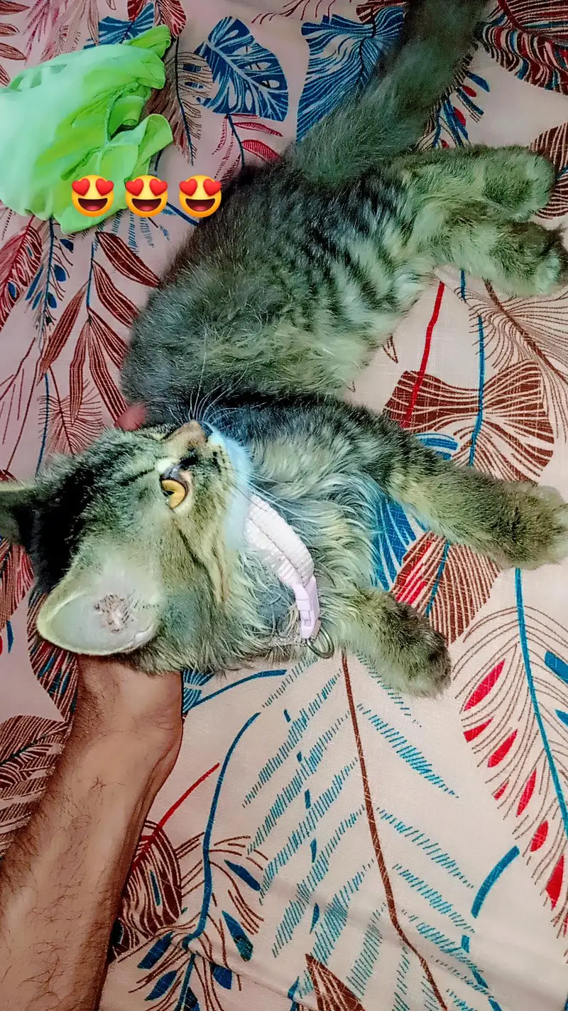 parsin cat — photo 2