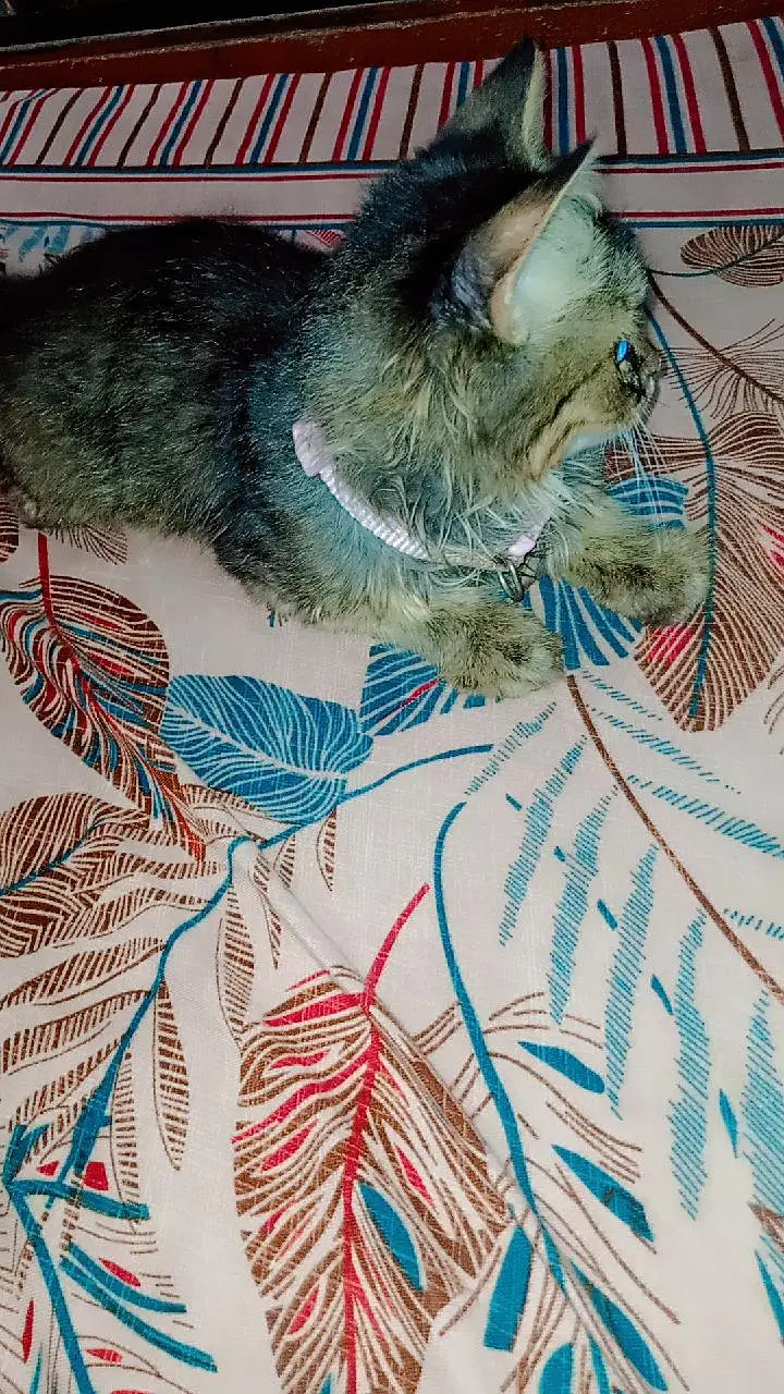 parsin cat — photo 3