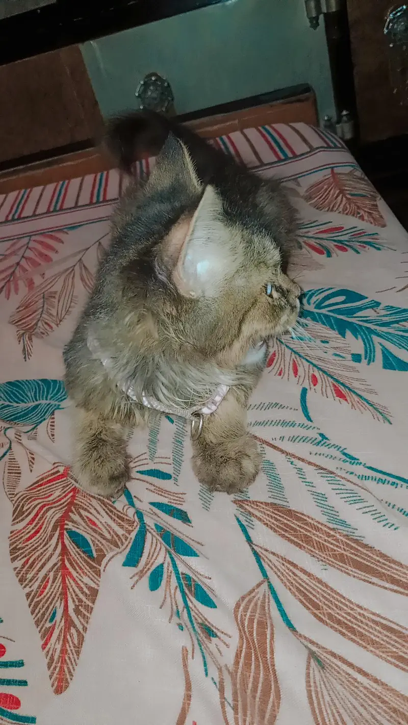 parsin cat — photo 4