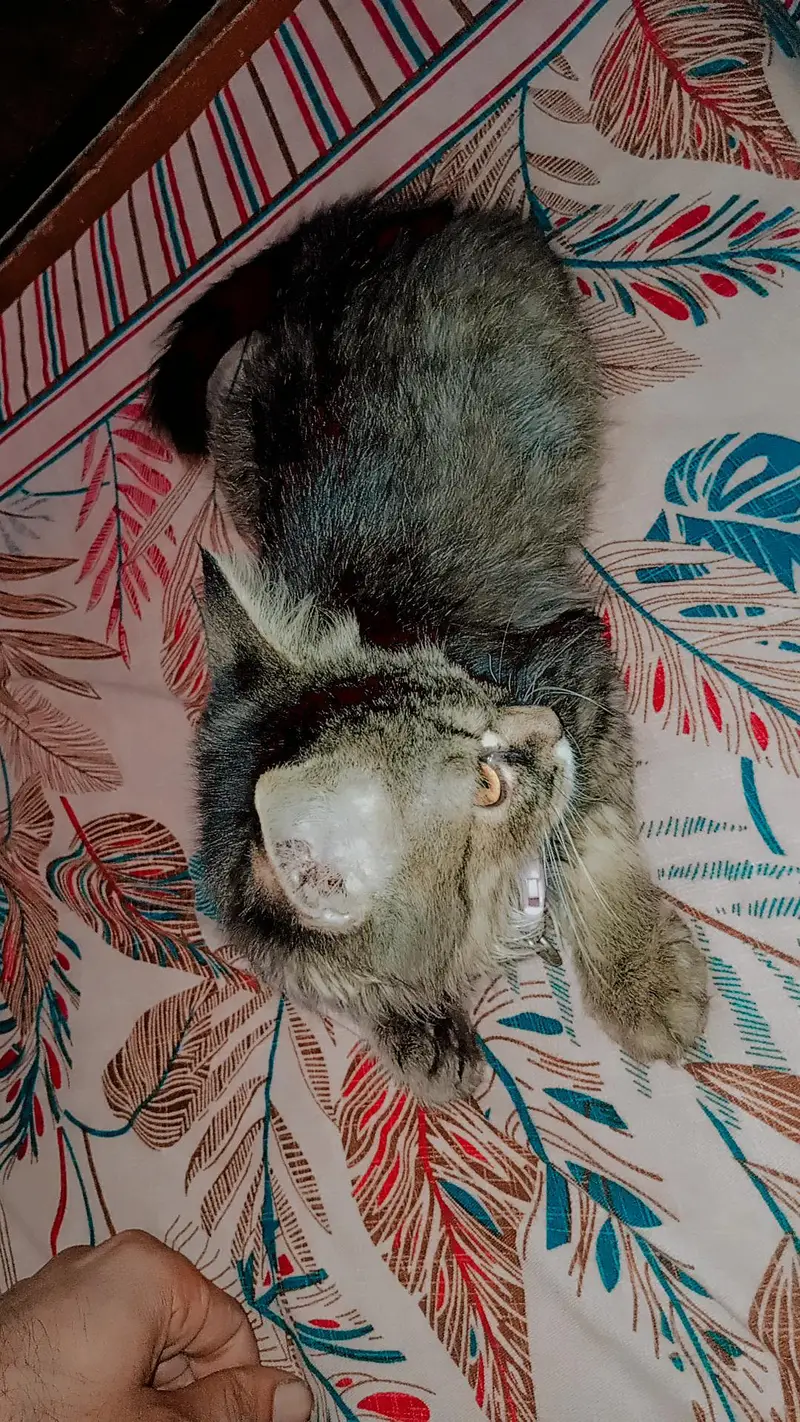 parsin cat — photo 5
