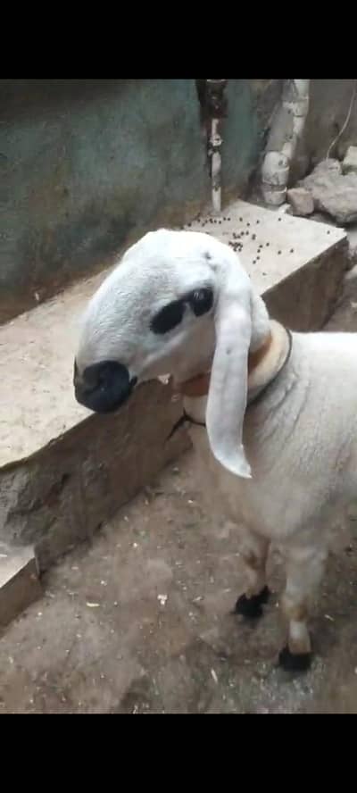 Premium Healthy Male DUMBA Ready for Qurbani