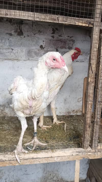 white Heera pair healthy for sale my WhatsApp contact 03124332880