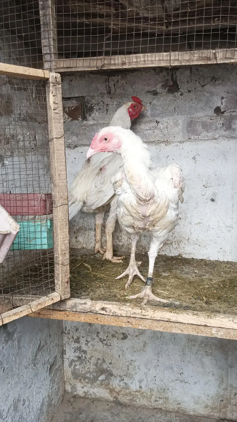 white Heera pair healthy for sale my WhatsApp contact 03124332880 — photo 2