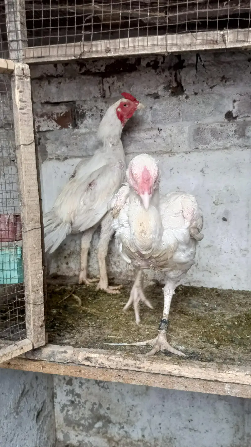 white Heera pair healthy for sale my WhatsApp contact 03124332880 — photo 3