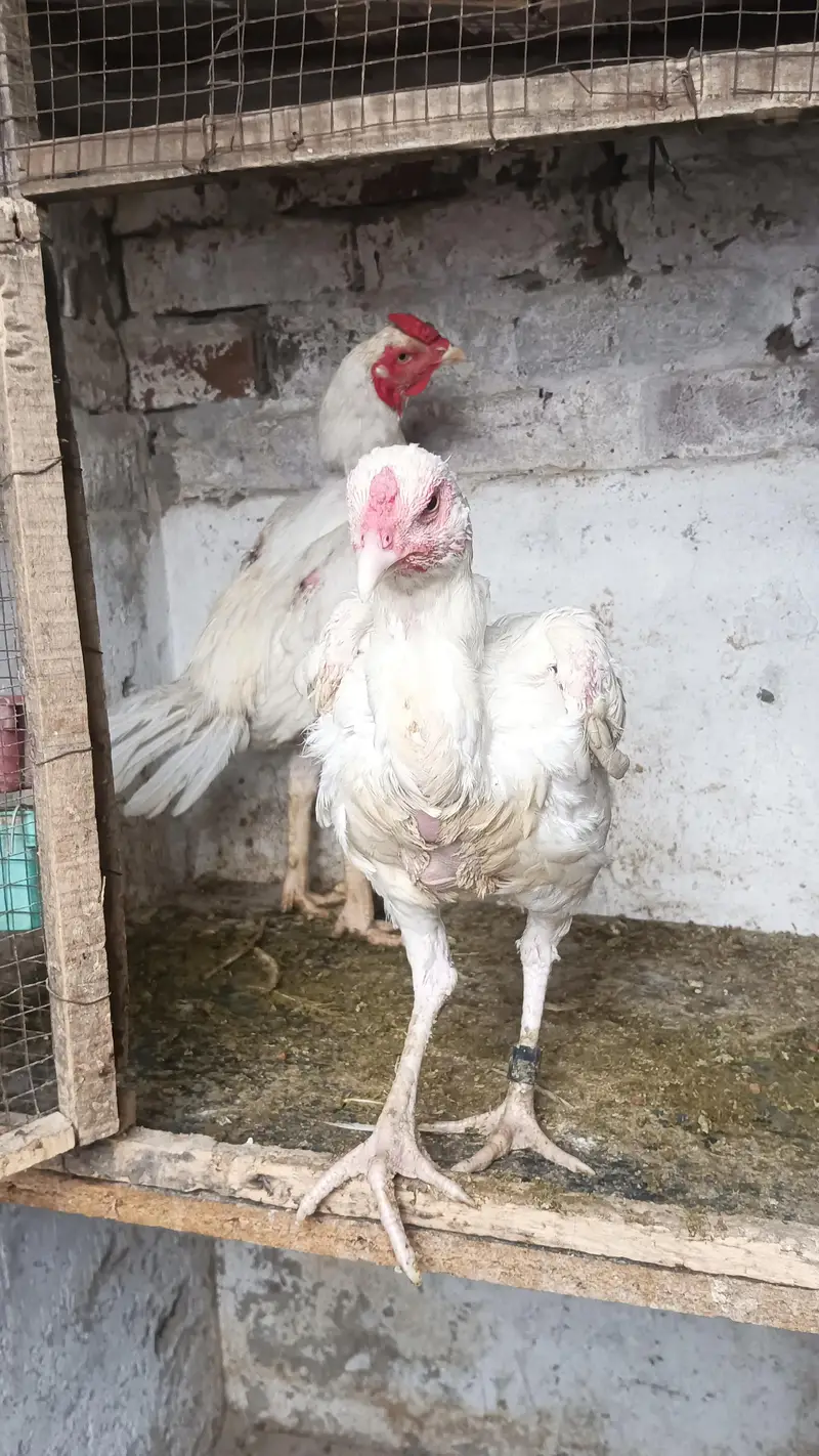 white Heera pair healthy for sale my WhatsApp contact 03124332880 — photo 4
