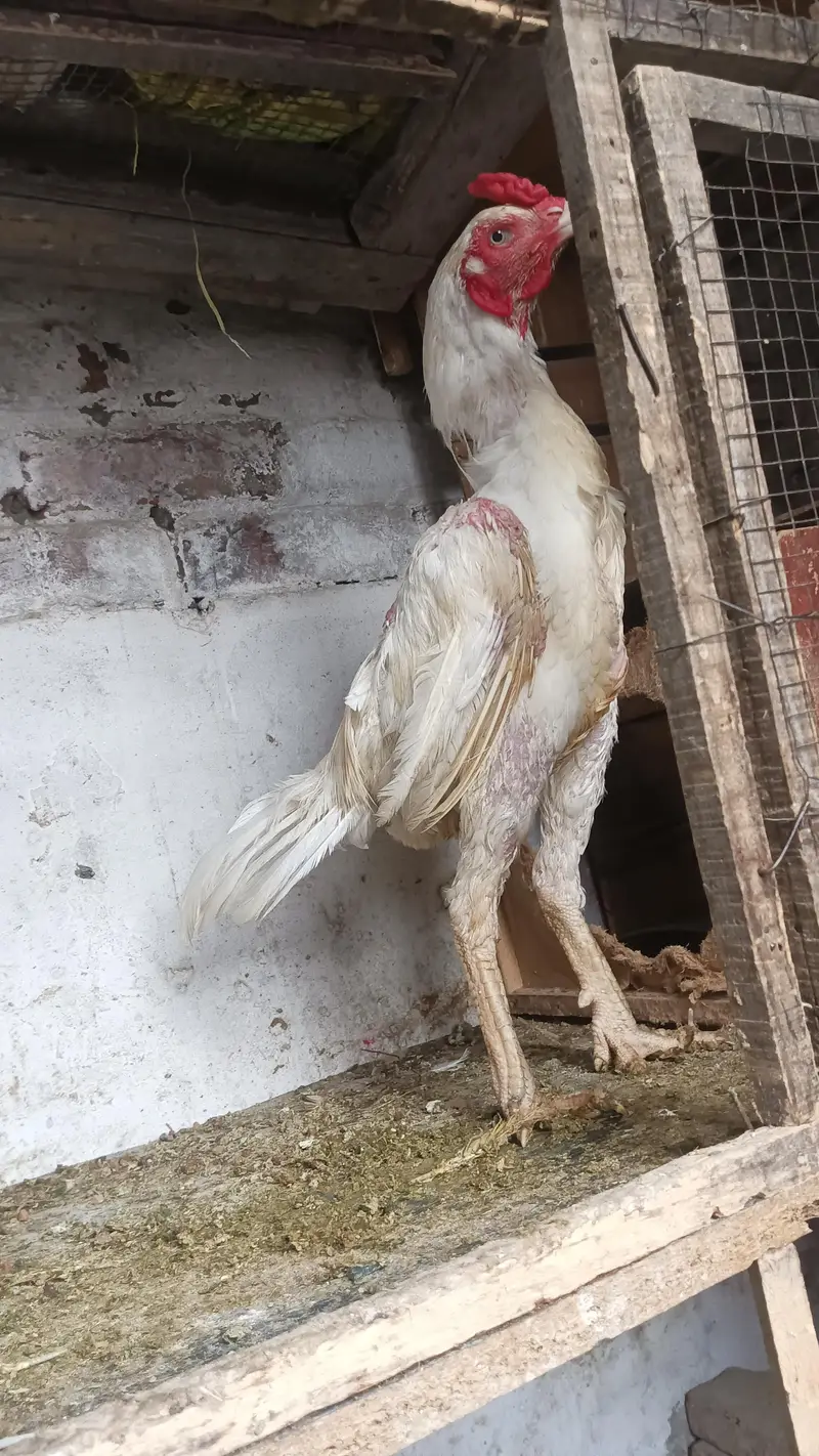 white Heera pair healthy for sale my WhatsApp contact 03124332880 — photo 5