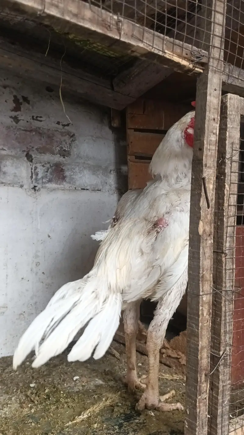 white Heera pair healthy for sale my WhatsApp contact 03124332880 — photo 6