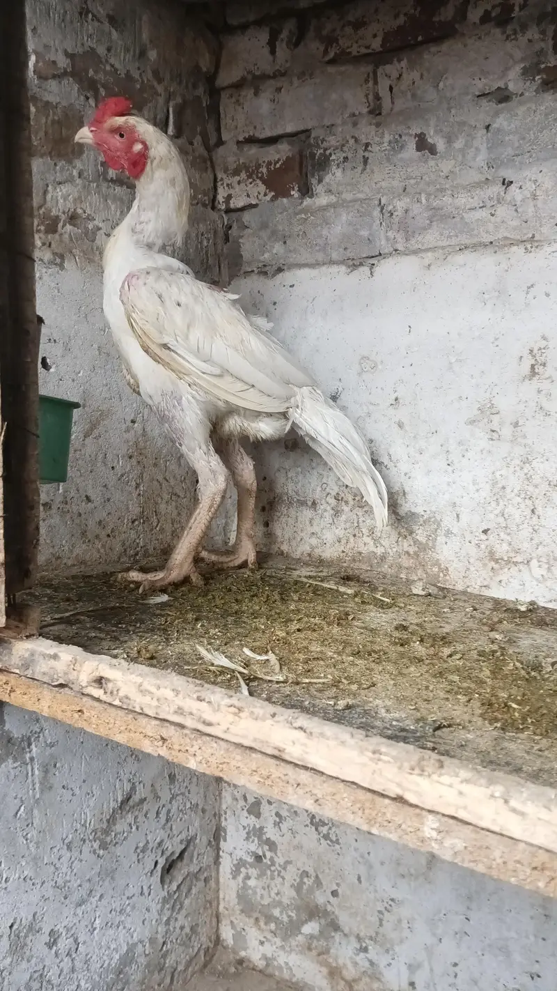 white Heera pair healthy for sale my WhatsApp contact 03124332880 — photo 7