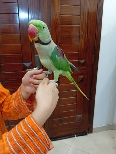 Raw parrot Pair