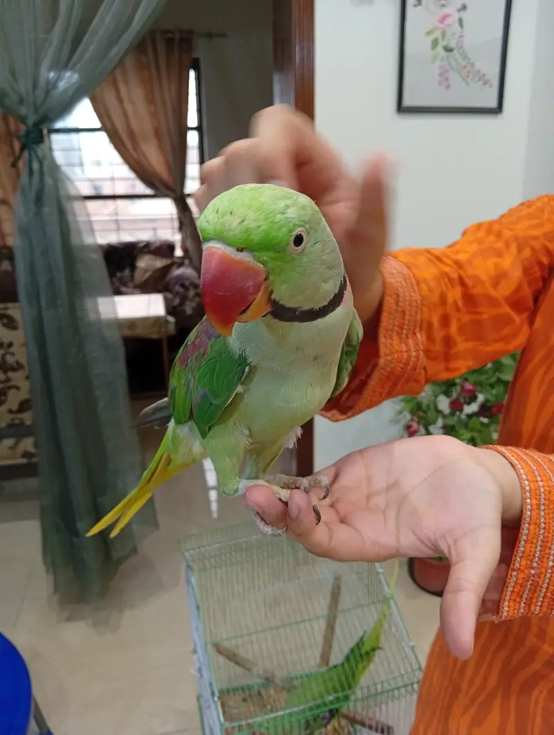 Raw parrot Pair — photo 2