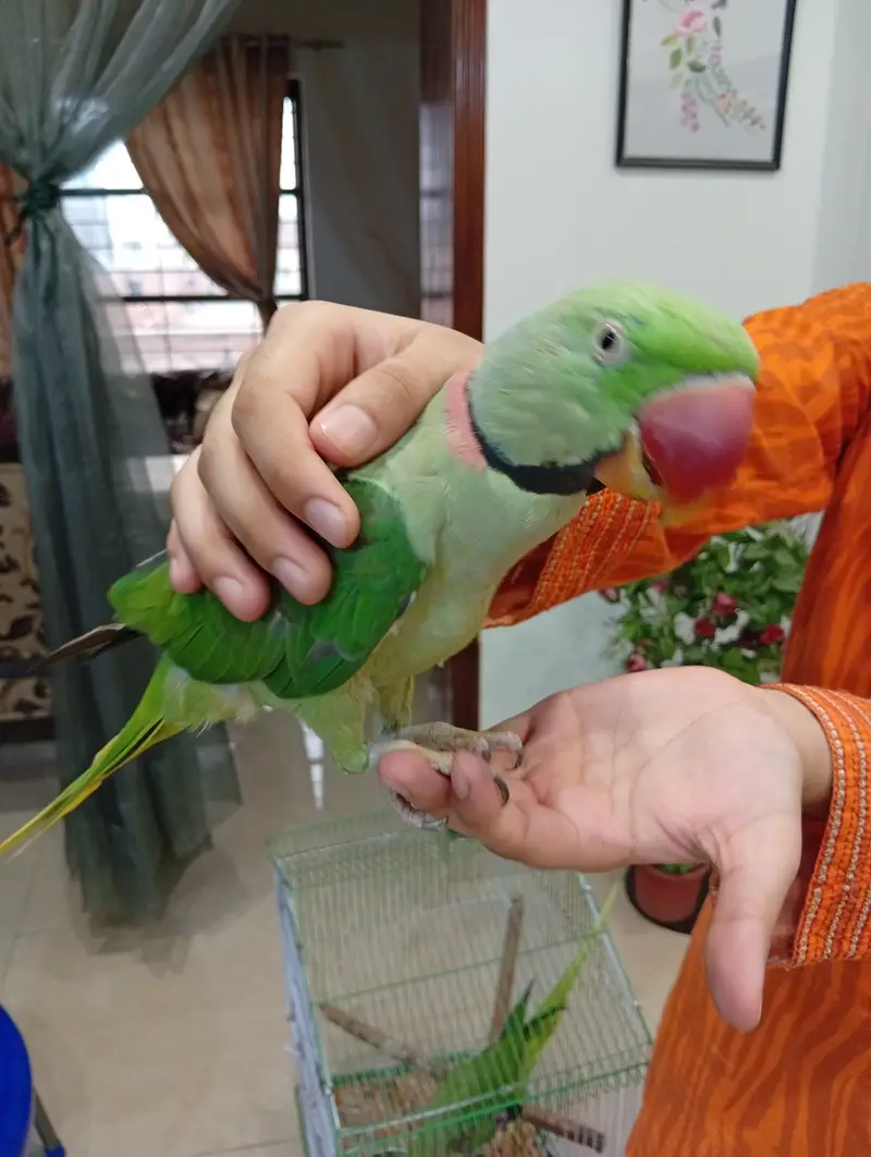 Raw parrot Pair — photo 3