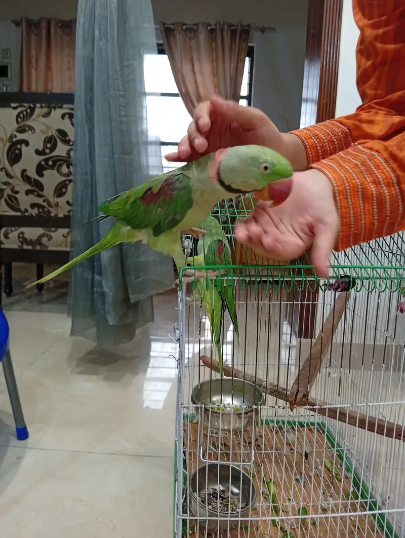 Raw parrot Pair — photo 4