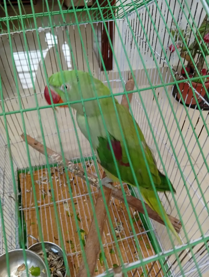 Raw parrot Pair — photo 5