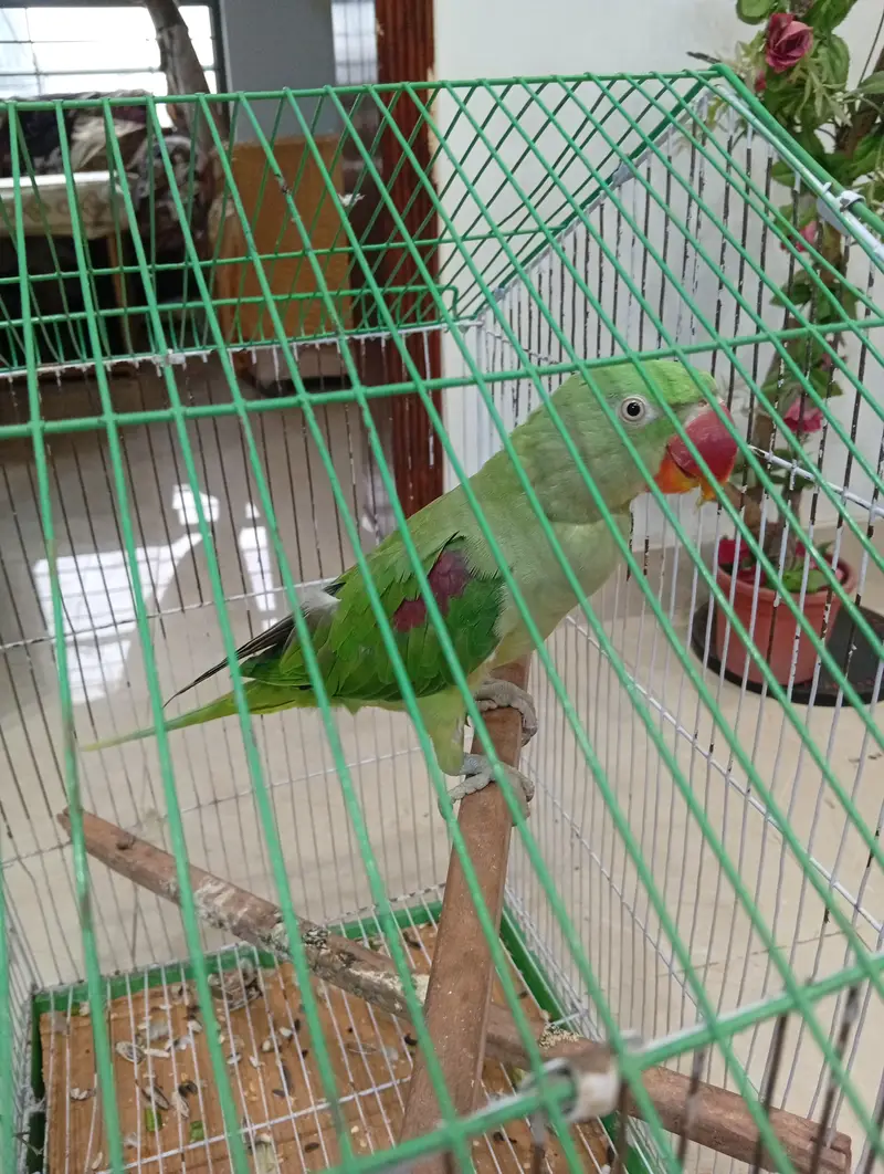 Raw parrot Pair — photo 6