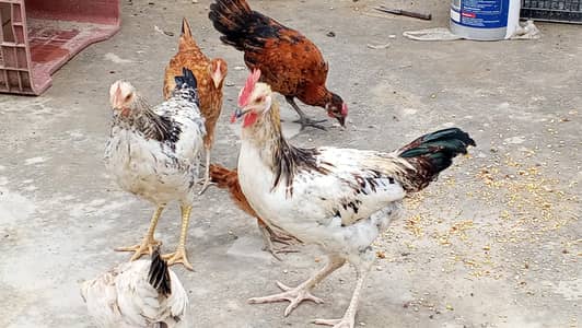 desi murga for sale 2 murgy