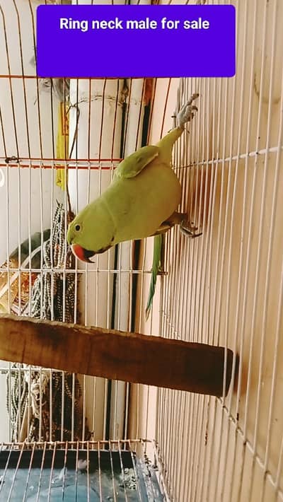 ring neck yonger male ready to breed