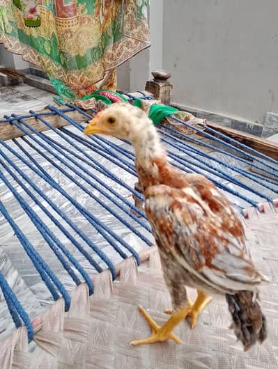 Fore sale Lakha Thai Aseel Murgha Bacha | Golden eyes Yellow Legs