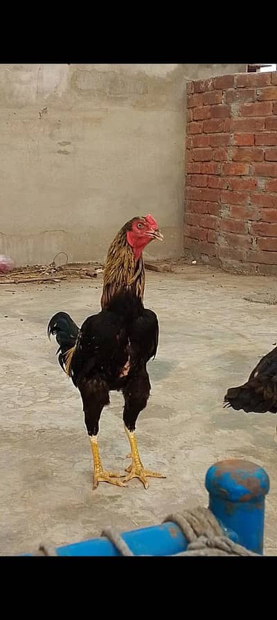 aseel murga
