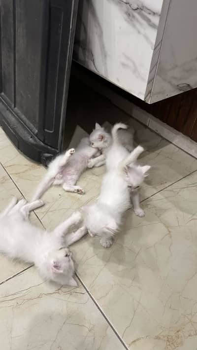 White persion kittens  (blueeyes)