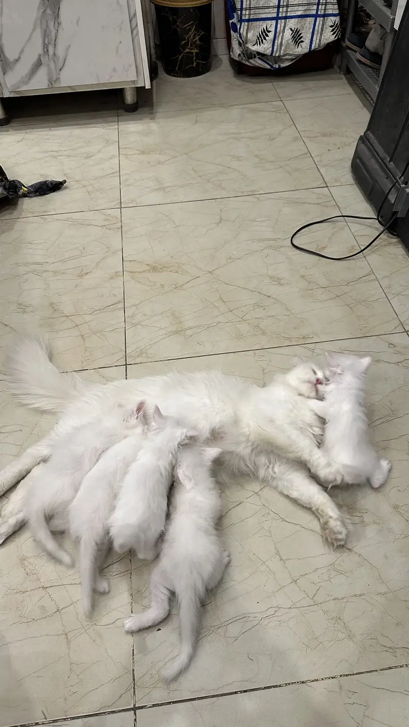 Cat White persion (kittensblueeyes) — photo 2